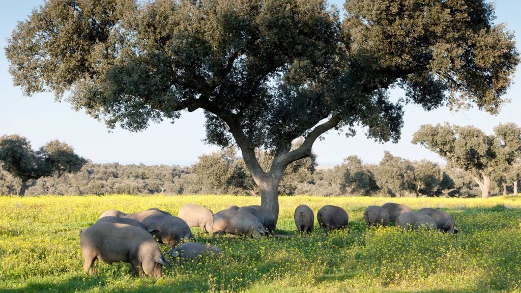 Jambon ibérique Andalousie voyage