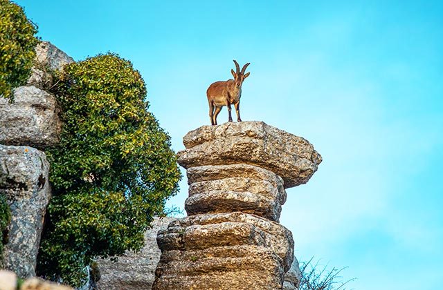 faune Andalousie